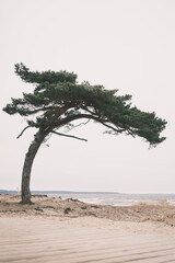 Tree in the sand