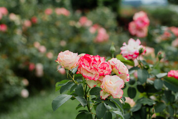 pink and white roses