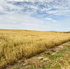 Fields of grain ready for harvest stretch into the distance in South Australia - 755216737