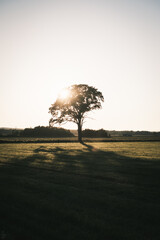 Silhouette of a tree at sunset