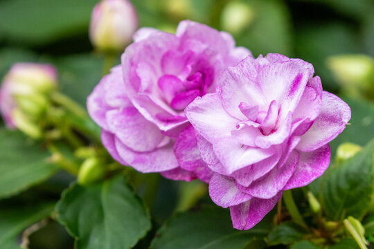 Light purple double blooms of the Impatiens walleriana, sultana aslo known as balsam or busy lizzie