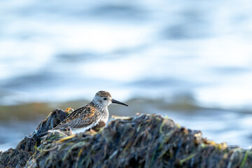 The dunlin (Calidris alpina) resting on a pile of seaweed during migration in autumn in Estonian...