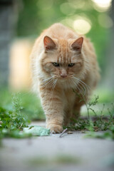 Orange Cat in the Grass
