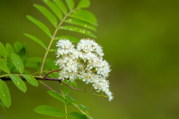 Rowan tree, Sorbus aucuparia blooming in Finnish nature during the beginning of summer in June