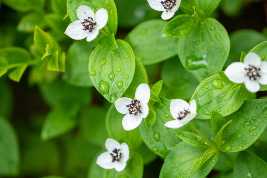 duckweed plants for sale Duckweed