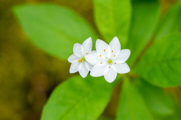 Lysimachia europaea (arctic starflower) blooming in tiny white flowers in Finnish nature