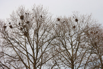 Kräheninvasion in der Stadt
