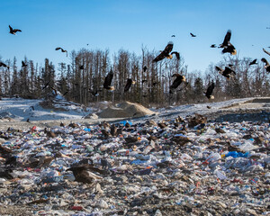 Eagles feasting at a landfill