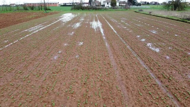 Field of peas, and water in the ground after the rain, San Giuliano Nuovo , Alessandria, Piedmont, Italy