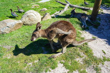 おしりをかいているカンガルー