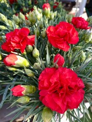 Obraz na płótnie Canvas Beautiful red carnation flowers 