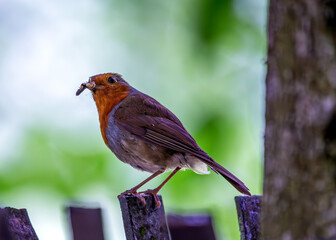 Robin Red Breast (Erithacus rubecula) - Europe, western Asia & North Africa
