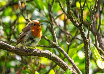 Robin Red Breast (Erithacus rubecula) - Europe, western Asia & North Africa