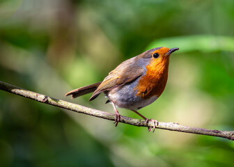 Robin Red Breast (Erithacus rubecula) - Europe, western Asia & North Africa