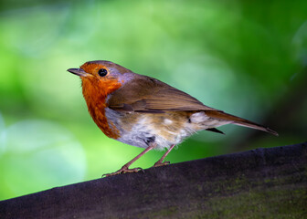 Robin Red Breast (Erithacus rubecula) - Europe, western Asia & North Africa