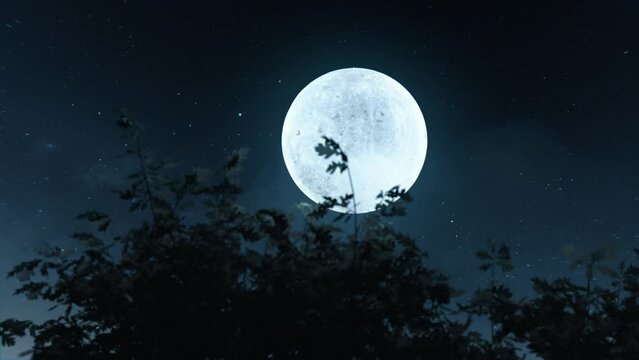 animation of moving oak tree branches in front of bright shining moon