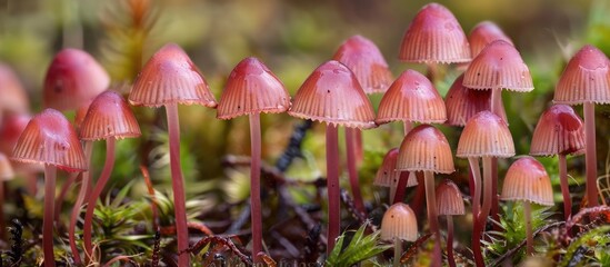 A cluster of pink mushrooms, a type of terrestrial plant organism, is seen growing in the grass, creating a vibrant natural landscape with a touch of color - Powered by Adobe