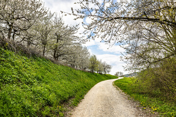 Fototapeta na wymiar Cherry blossom on the hills around Pretzfeld, Germany in Franconian Switzerland