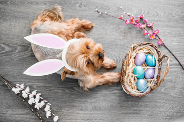 Happy cute small dog Yorkshire terrier with wearing Easter bunny ears, celebrating Easter holiday. Near puppy basket with colorful Easter eggs. Springtime greeting card.