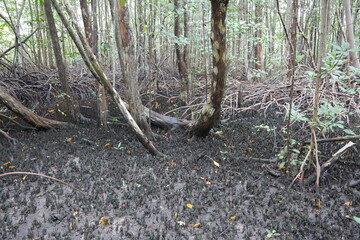 Mangroven an der Küste in der Karibik in Panama Bocas del Toro