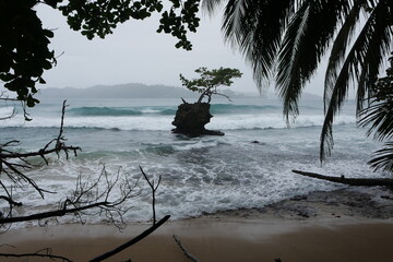 Entwurzelte Bäume am Strand in der Karibik in Panama Bocas del Toro