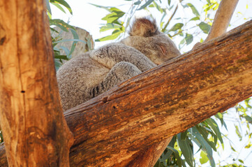木の上で寝ているコアラ