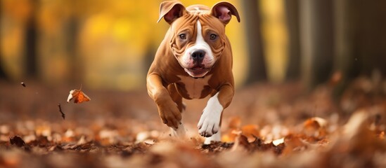 An American Staffordshire Terrier dog with amusingly fluttering eyes is energetically running through a forest covered in fallen leaves. The dogs fur blends with the earthy tones of the leaves as it