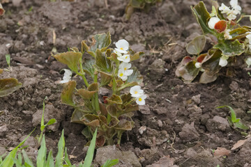 "Breathtaking Begonias: A Splash of Color in the Garden"