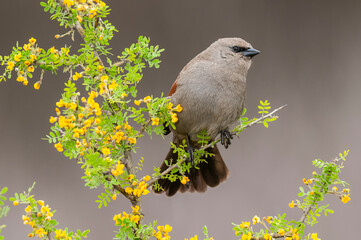 Bay winged Cowbird in Calden forest environment, La Pampa Province, Patagonia, Argentina.