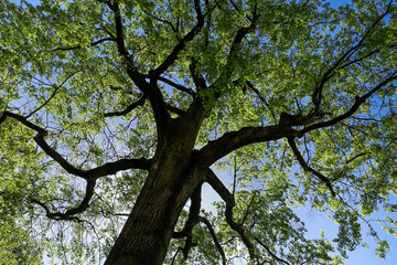 Tree branches with green leaves - 755232364