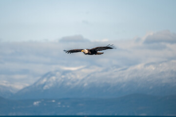 bald eagle in flight with mountains in the background