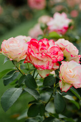 pink roses in garden