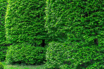 bush with green leaves - 755232598