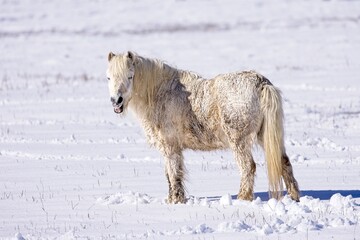 White horse standing in snowy pasture.