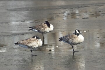 Three geese on frozen pond.
