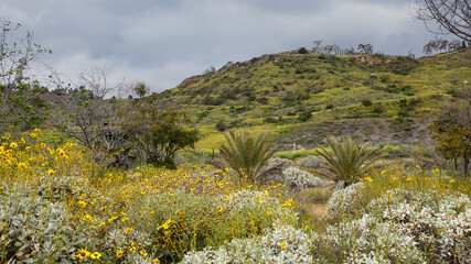 Palm trees in the middle of wildflower meadow in Southern California.