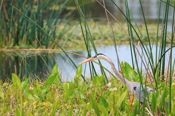A single Great Blue Heron bird in the marsh lands in Florida