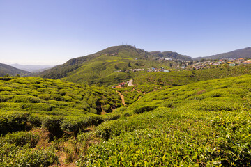 Fototapeta na wymiar Panoramic countryside views of tea plantation in the Nuwara Eliya region in the Central Province of Sri Lanka