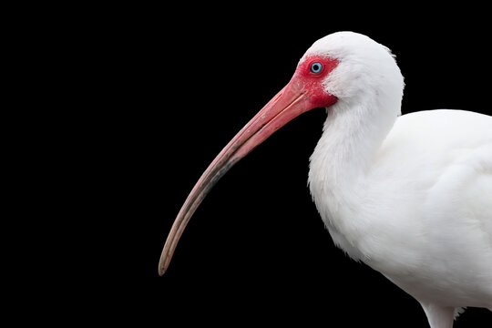 American white Ibis bird on black background.