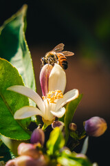 bee on lemon blossom