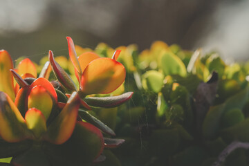 red tinged succulents