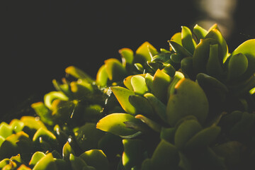 sunlight through succulents