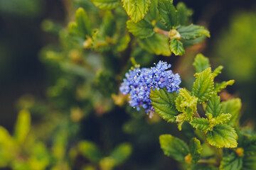 little blue flowers 