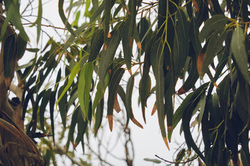 Eucalyptus leaves in the sky