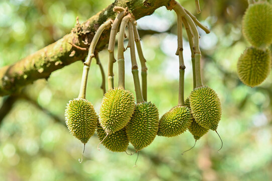 Fresh small durian on tree in Chanthaburi, Thailand, king of fruit in Thai, product quality for export, small durians waiting to be planted until they are ready to be harvested