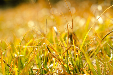 grass in the wind and sun