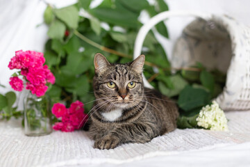 Tabby cat near a basket on a background of flowers and green leaves