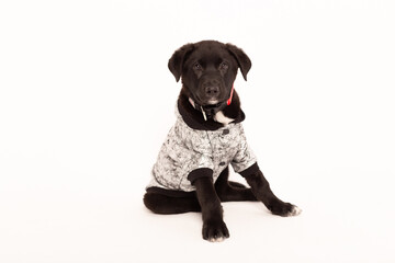 Black puppy in a jacket on a white background