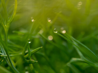 Grass with water drop at sunrise greenery nature background