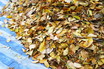 Brown dried leaves of rain tree. Dried leaves for composting